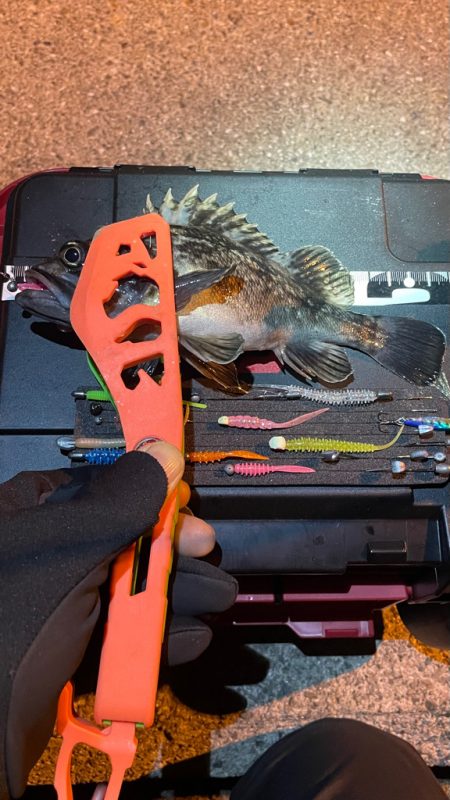 昨晩のヤツ！？