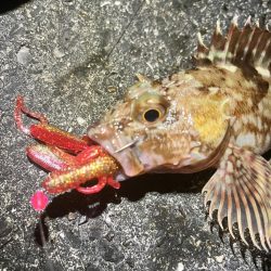 アコウ　釣り納め