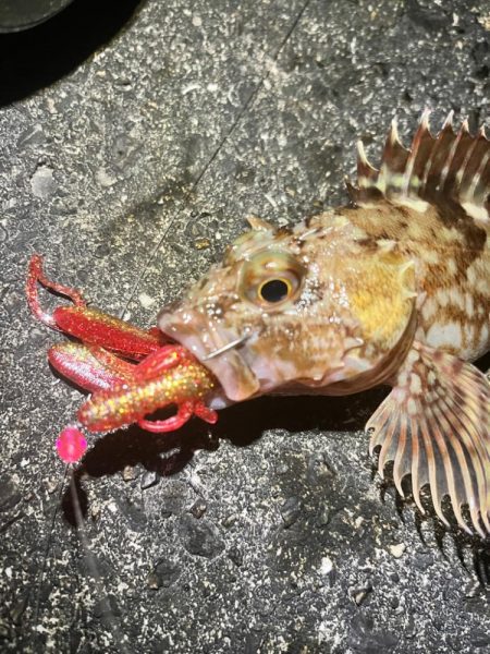 アコウ　釣り納め