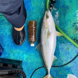 年の瀬　青物　ノマセ釣り