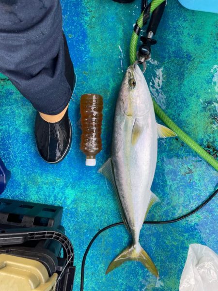 年の瀬　青物　ノマセ釣り