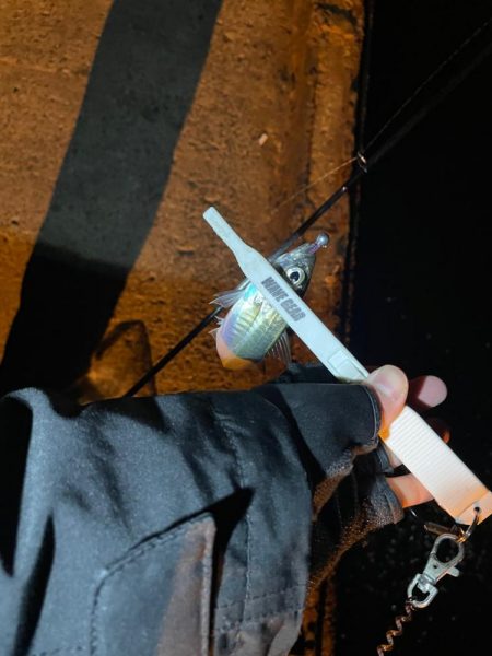 予報と違う風(๑•ૅㅁ•๑)