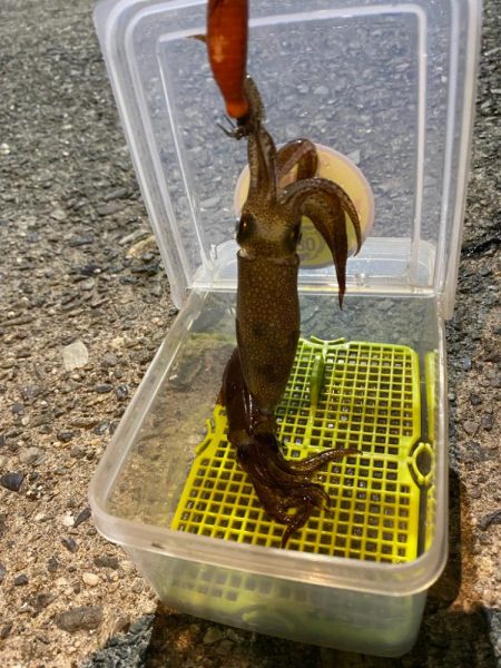 ヒイカ釣り