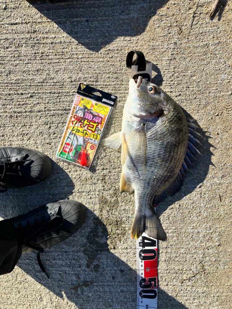 武庫川駅近くでまさかのチヌ！