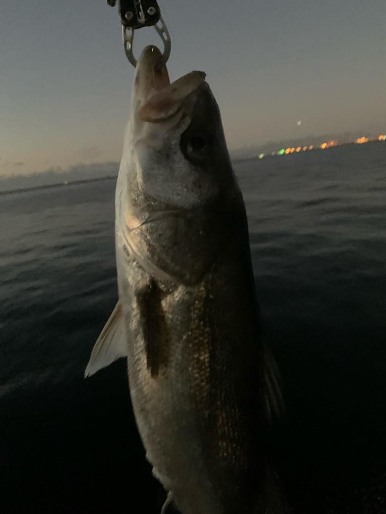 12月シーバス釣行