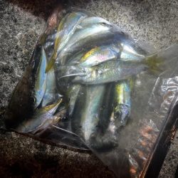 (釣り納)アジング