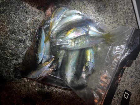 (釣り納)アジング