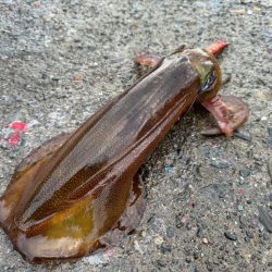 釣り納めになっちゃったぁ