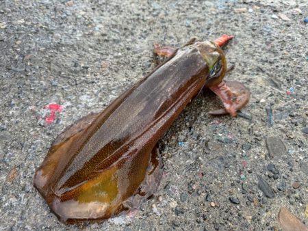 釣り納めになっちゃったぁ