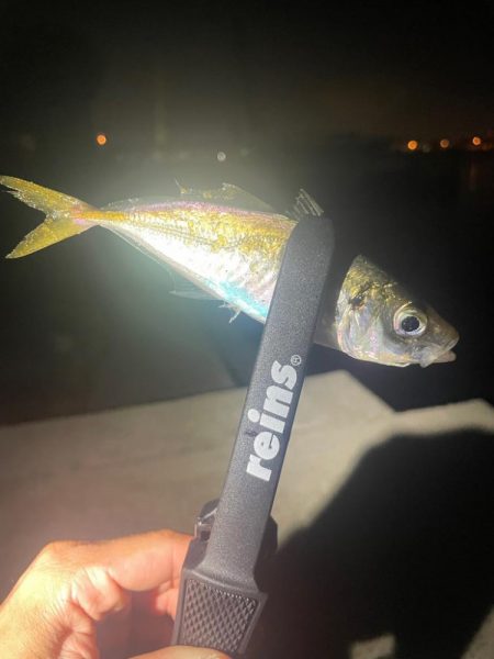 のませ用のアジ確保のため🐟…