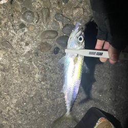 アジング難しい