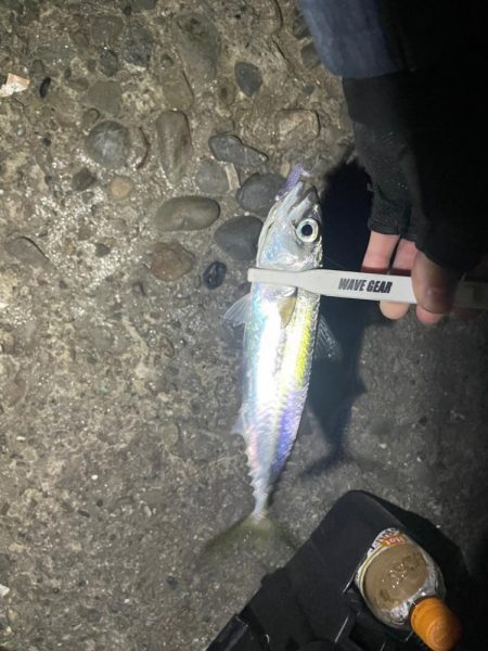 アジング難しい