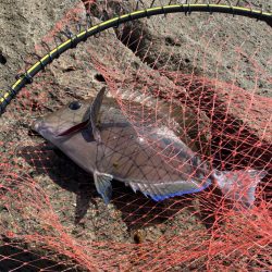 磯でフカセ釣り