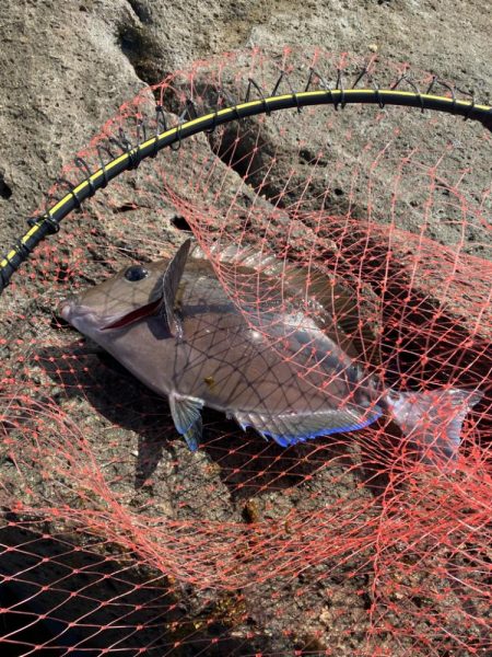 磯でフカセ釣り