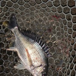 淀川のシーバスとキビレ