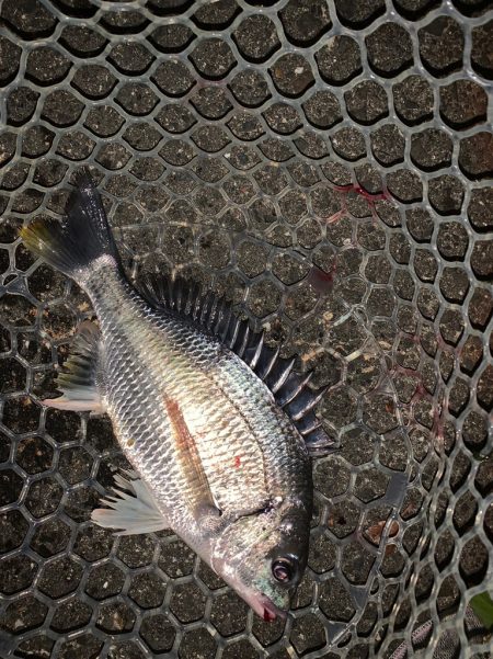 淀川のシーバスとキビレ