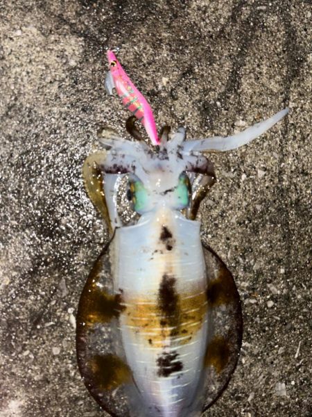 遠征ナイトエギング