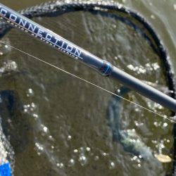 かめプー　エリアトラウト