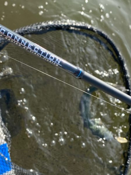 かめプー　エリアトラウト