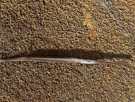 神戸にこんな魚が!!