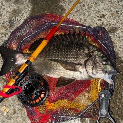 ヘチってきました