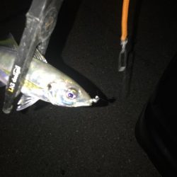 山陰アジング冬の陣