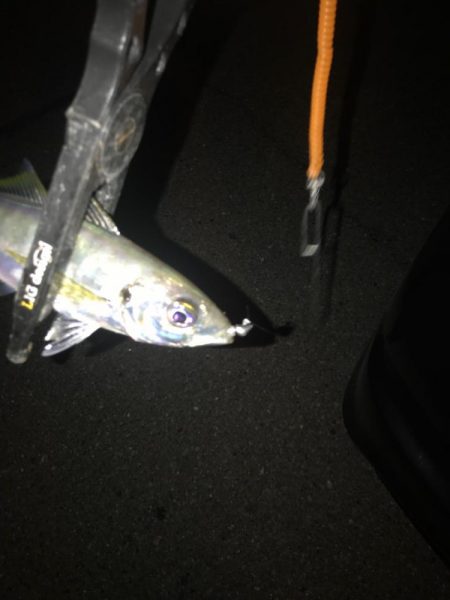 山陰アジング冬の陣