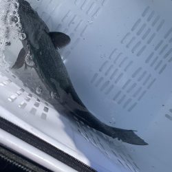 グレ狙いで釣り納め