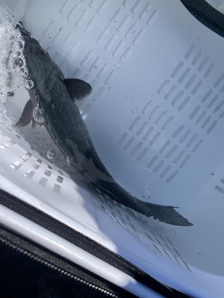 グレ狙いで釣り納め