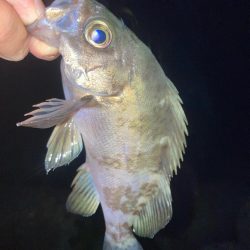 2023ライトゲーム最終戦（第50戦）