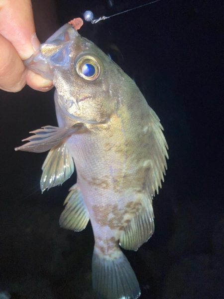 2023ライトゲーム最終戦（第50戦）