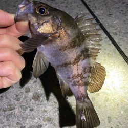 年末メバリング