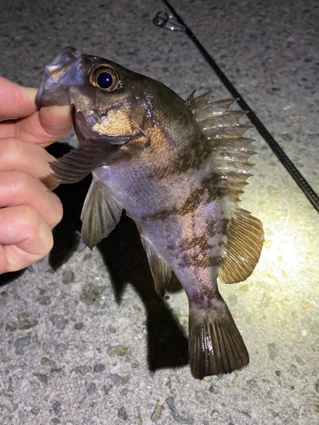 年末メバリング