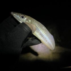 渋すぎて寒すぎる釣行 今日もキス狙い!