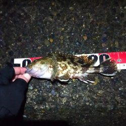 一投目からアコウがヒット!