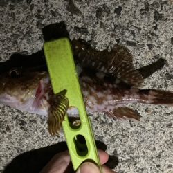 メバリング、アジング