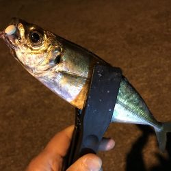 中アジ再度確認