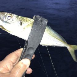 中アジポイントで中アジ