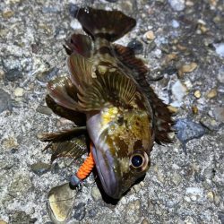 二見メバリング激渋！