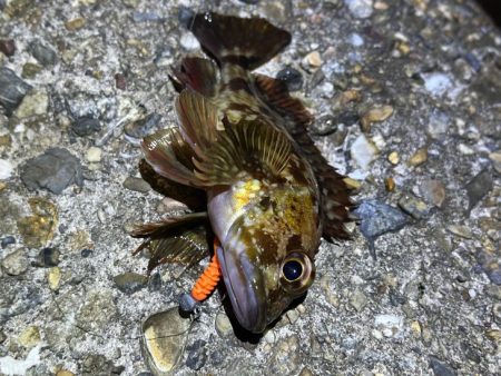 二見メバリング激渋！