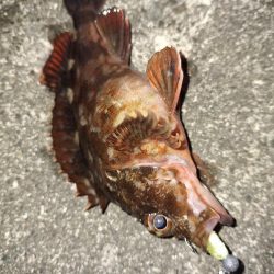 シーバス・ガシラ釣り