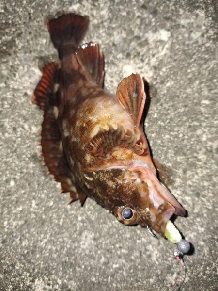 シーバス・ガシラ釣り