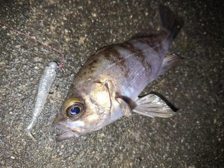 ロックフィッシュ釣り