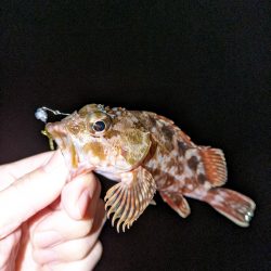 釣り納めに行ってきました。