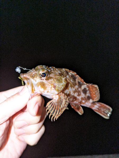 釣り納めに行ってきました。