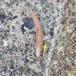 釣れている感じ