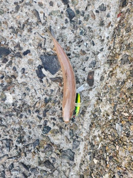 釣れている感じ