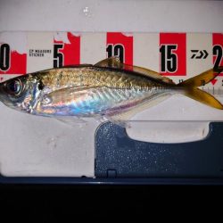 鯵の花が咲きました。