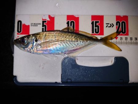 鯵の花が咲きました。