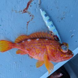 スロージギング